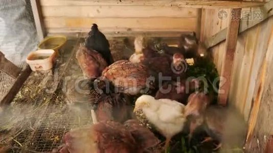 一个有机农场鸡舍里的小鸡吃食物视频
