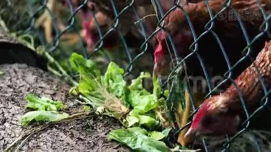 几只鸡在农场吃它们的食物，有机农场和健康食品的概念视频