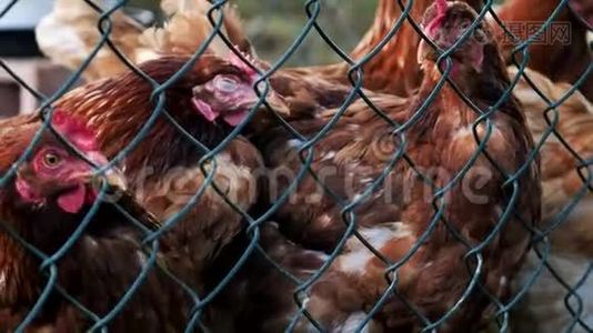 几只鸡放在围栏后面的农场里的视频，有机农场的概念和健康的食物视频