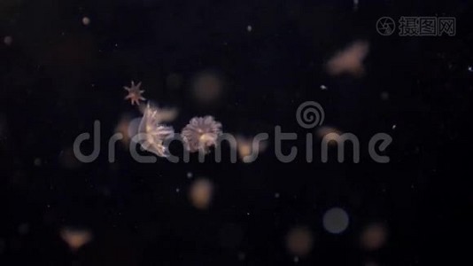 有着大触须的水母在4k黑暗中慢慢地深入水下视频