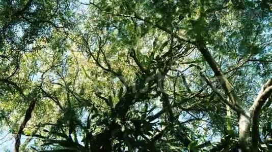 LArge冠层树感染仙人掌寄生植物视频