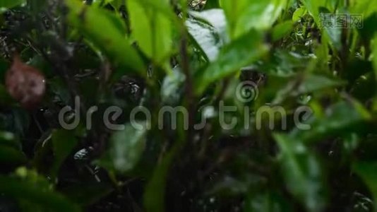 斯里兰卡美丽的高原茶园4k揭示视频视频