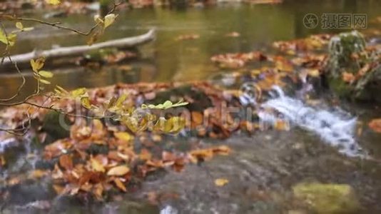 小森林溪流视频