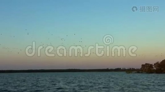 巴西里约帕纳伊巴岛上的朱红色ibis航班。视频