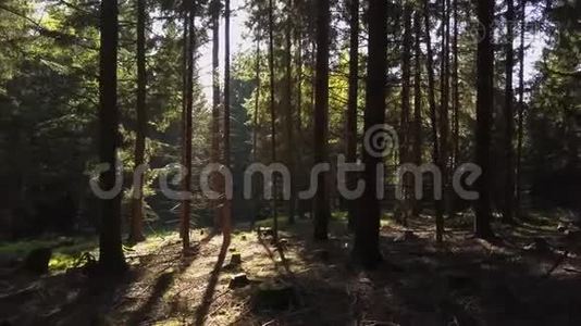 空中飞行：在森林中飞行，太阳耀斑，夏天的气氛视频