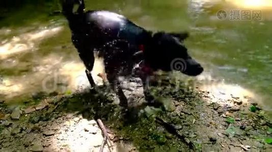 湿透的穆迪斯狗抖落水面，溅起四面八方飞..视频