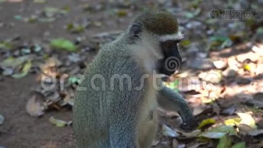特写一张有趣的绿猴子嚼坚果的画像视频