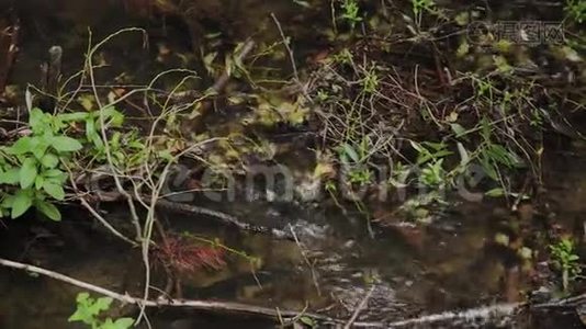 水在森林溪流中流动。视频