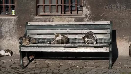 土耳其伊斯坦布尔的长凳上的猫视频