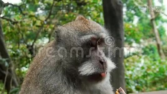 野生猴子在巴厘岛吃香蕉视频