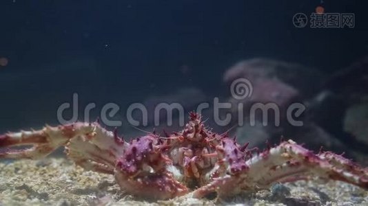 水族馆底部的大螃蟹视频
