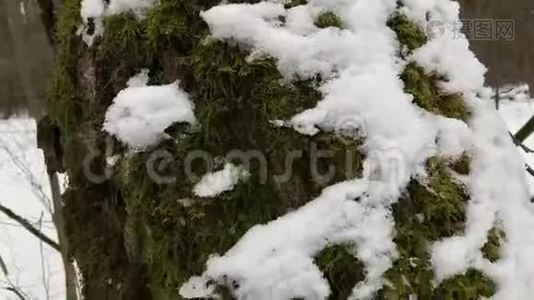 森林里的一棵树长满了苔藓，覆盖着雪。 惊涛骇浪。 万向节安定运动。 俄罗斯视频