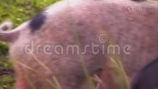 卷曲的猪`尾巴视频