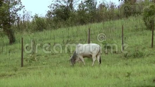 一头白牛在围栏边的田野上觅食视频