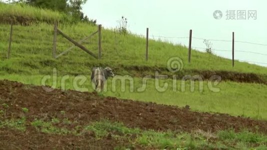 一头小母牛在围栏边的田野上觅食视频