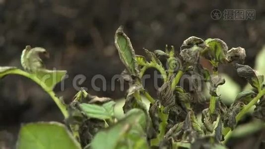 蟋蟀植物上枯萎的叶子视频