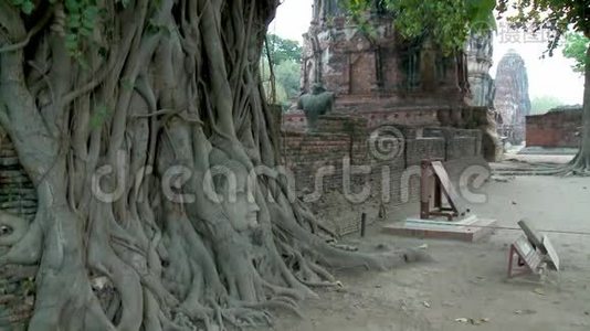 榕树的树根上有一尊佛像视频