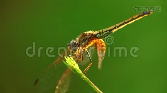 植物茎绿色薄膜背景下的蜻蜓栖息视频