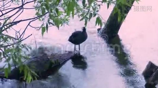 鸭子清理羽毛，漂浮在湖里视频
