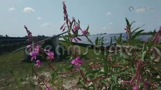 有天空、绿色草地和浮萍花的太阳能电池板。视频