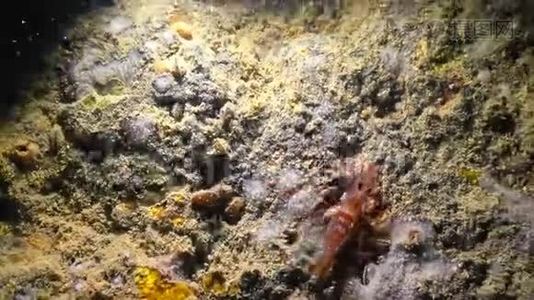 保加利亚水下洞穴红洞虾视频