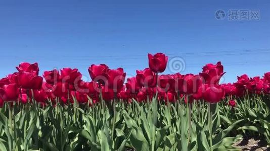 红色郁金香花.视频