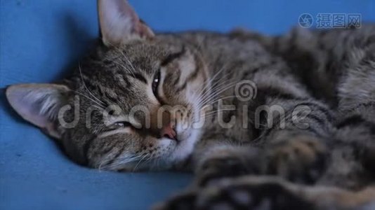 睡纹灰猫躺在蓝色格子上..视频