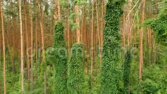 森林里树干上的绿色小跳视频