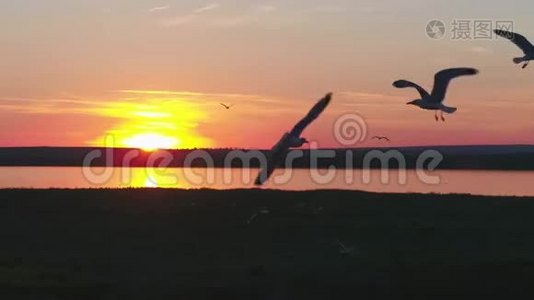 美丽的日落和海鸥飞过河流，俄罗斯南部的野生动物，从高处射击视频