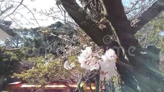 樱花盛开神殿视频