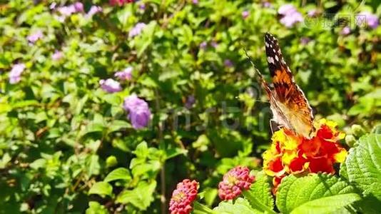 彩蝶花在花兰花上20慢动作视频