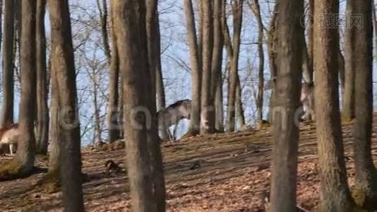 鹿在森林里奔跑视频