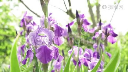 紫鸢花在鸢尾花田里.. 大自然，风景，植物，美丽的花朵视频