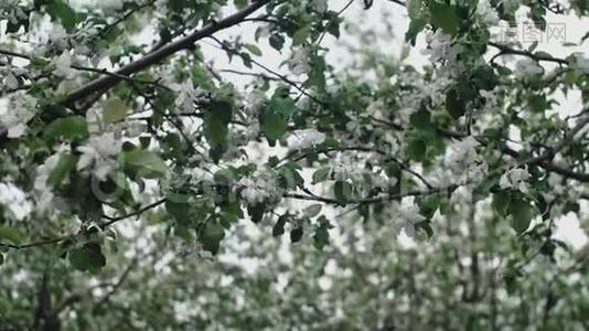 春天的时候，苹果树开着一朵朵白色的花，在风中吹起视频