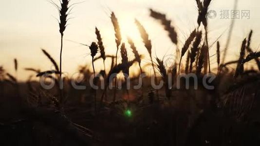 农业概念是一种生活方式，金色的日落，覆盖麦田。 麦收穗慢动作视频背景天空视频