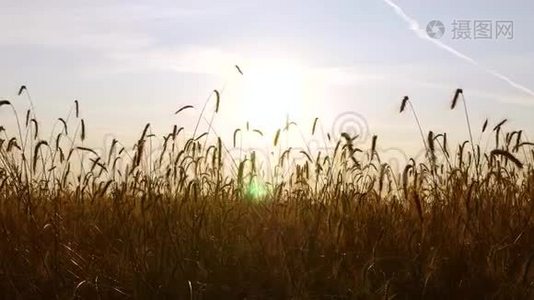 日落时美丽的风景。 风吹过成熟的麦穗.. 农业和视频