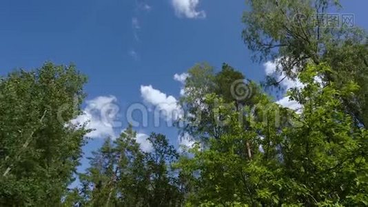 蓝天背景下高树顶部移动的美丽景色。视频