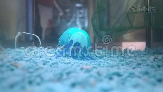水下机器人水母玩具给孩子们视频