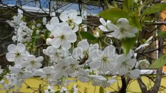 蜜蜂从花飞到花，采集花蜜..视频