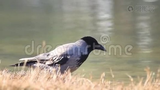 黎明时戴帽的乌鸦饮水视频