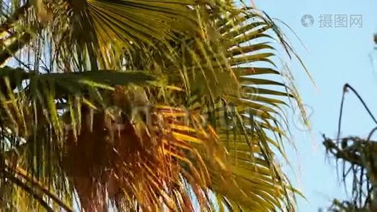 棕榈树视频