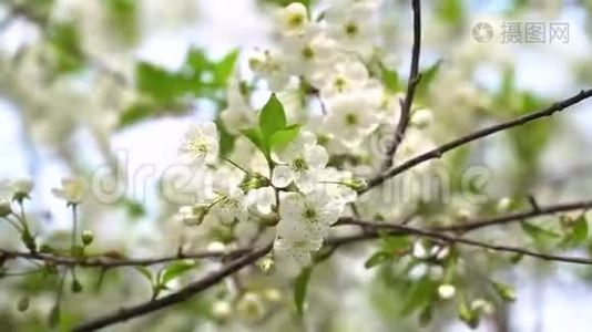 春天蓝天下美丽的白花果树.. 樱花视频