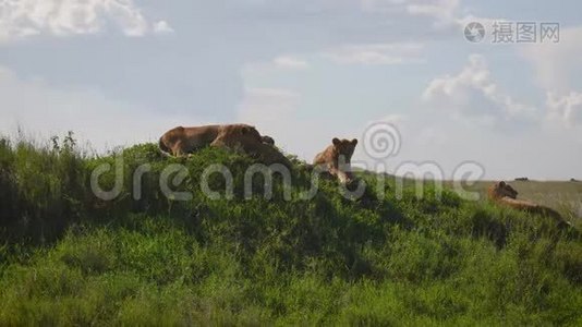 野狮子躺在非洲草原的山上视频