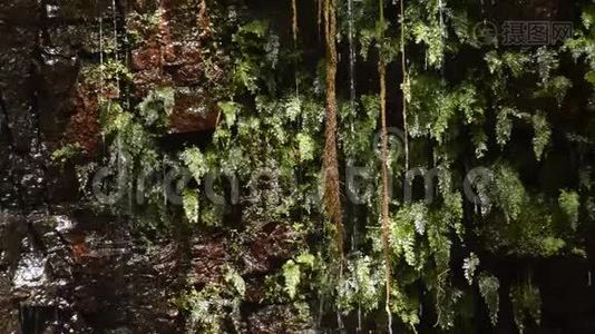 泉水和蕨类植物视频