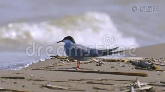 鸟公燕鸥坐落在靠近水边的沙质海岸上，休息。 海浪在岸上翻滚。视频