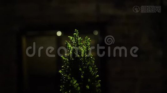 黑暗背景下绿色圣诞树顶部的特写。 框架。 圣诞树顶端美丽的绿色树枝视频