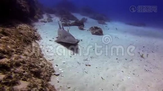 浅滩鲨鱼靠近。 白人的吉塔菲。 浅滩雷.. 蓝色阳光照耀的海洋视频