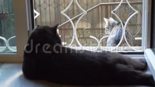 黑猫躺在窗台上，看着窗外的猫视频
