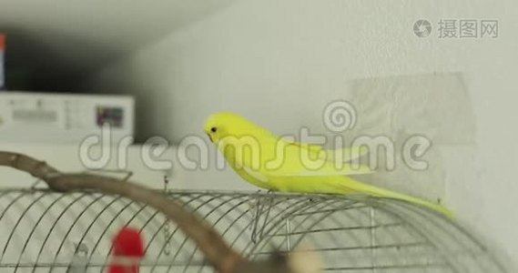 那只黄色的波浪鹦鹉坐在房子的笼子上。视频