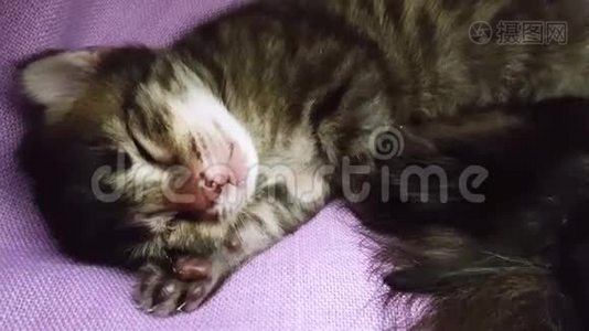 刚出生的小猫睡在柔软的丁香花盖上视频